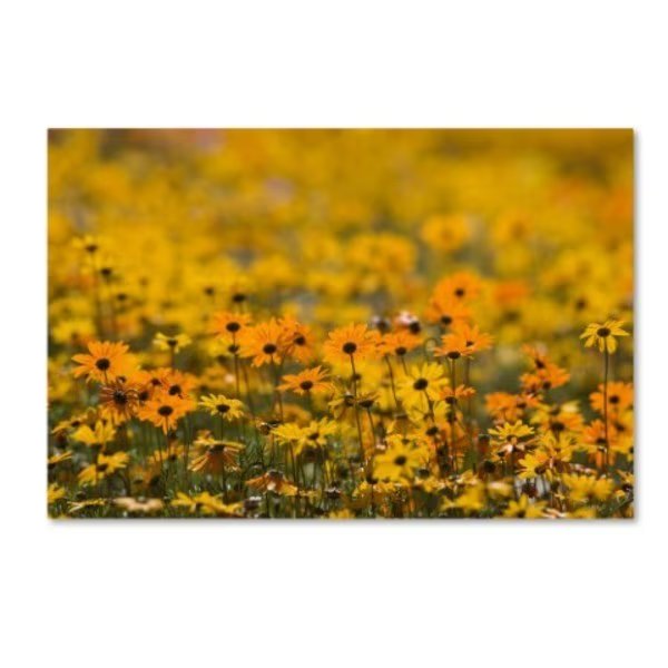 Robert Harding Picture Library 'Yellow Flowers 1' Canvas Art, 12x19, Trademark Fine Art, Mfr#: ALI18912-C1219GG